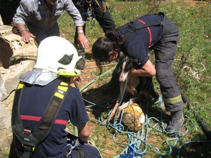 GALGA TIRADA A UN POZO. IMPRESIONANTE HISTORIA DE SUPERVIVENCIA.