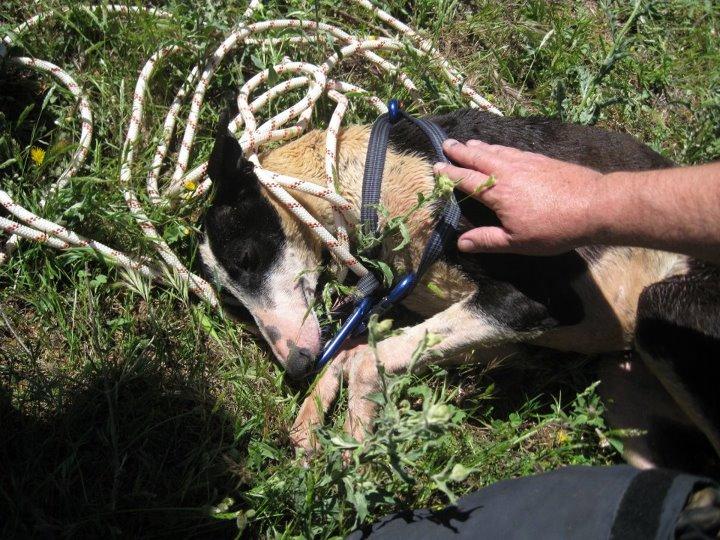 GALGA TIRADA A UN POZO. IMPRESIONANTE HISTORIA DE SUPERVIVENCIA.