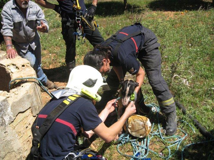 GALGA TIRADA A UN POZO. IMPRESIONANTE HISTORIA DE SUPERVIVENCIA.