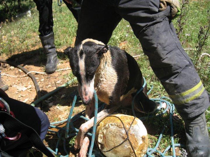 GALGA TIRADA A UN POZO. IMPRESIONANTE HISTORIA DE SUPERVIVENCIA.
