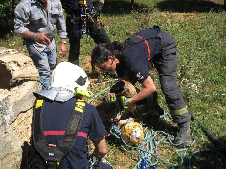 GALGA TIRADA A UN POZO. IMPRESIONANTE HISTORIA DE SUPERVIVENCIA.