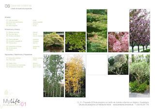 Diseñando un jardín japonés