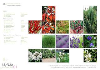 Diseñando un jardín japonés