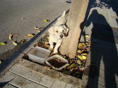 CANICHE VAGANDO POR UN PUEBLO SIN CORAZÓN!!! ESTA EN SEVILLA