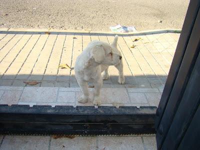 CANICHE VAGANDO POR UN PUEBLO SIN CORAZÓN!!! ESTA EN SEVILLA