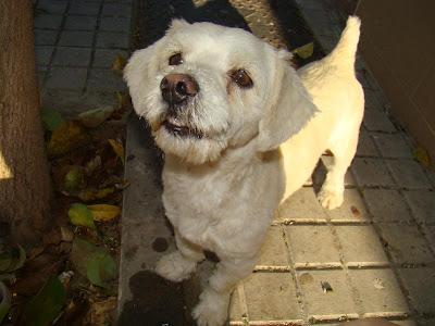 CANICHE VAGANDO POR UN PUEBLO SIN CORAZÓN!!! ESTA EN SEVILLA