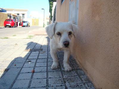 CANICHE VAGANDO POR UN PUEBLO SIN CORAZÓN!!! ESTA EN SEVILLA