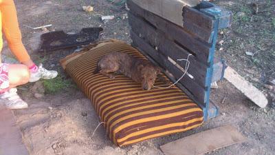 CACHORRO PIT BULL QUE ESTA SIENDO MALTRATADO EN UN DESCAMPADO. (SEVILLA)