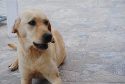Perrita abandonada. (Murcia)