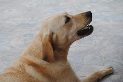 Perrita abandonada. (Murcia)