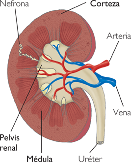 Causas de la hiperpotasemia