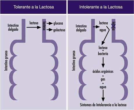 I. RECETAS PARA LOS INTOLERANTES A LA LACTOSA
