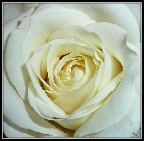 Belle de jour .. /   Explore