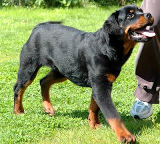 Perros Potencialmente Peligrosos