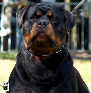 Perros Potencialmente Peligrosos