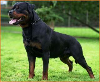 Perros Potencialmente Peligrosos