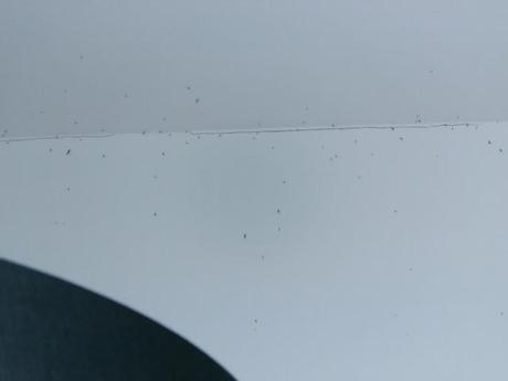 Mosquitos, mosquitos everywhere