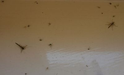 Mosquitos, mosquitos everywhere