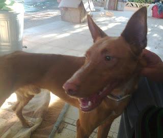 PODENCO ATROPELLADO Y TIRADO COMO UNA BASURA EN EL ASENTAMIENTO DE GALGUEROS DE SEVILLA