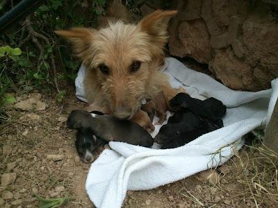 Mama podenca y sus bebes en la calle. (Valencia).