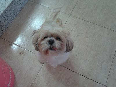 MIMOSO NECESITA AYUDA, TIENE UNA LESIÓN MEDULAR!! (ALICANTE)