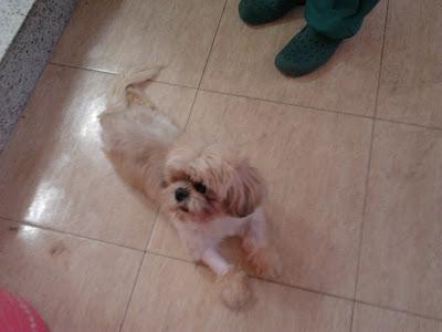 MIMOSO NECESITA AYUDA, TIENE UNA LESIÓN MEDULAR!! (ALICANTE)