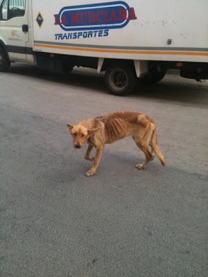 Perrita tipo pastora, en estado LAMENTABLE de desnutrición en la calle. Murcia.