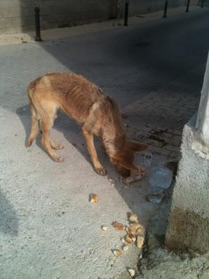 Perrita tipo pastora, en estado LAMENTABLE de desnutrición en la calle. Murcia.