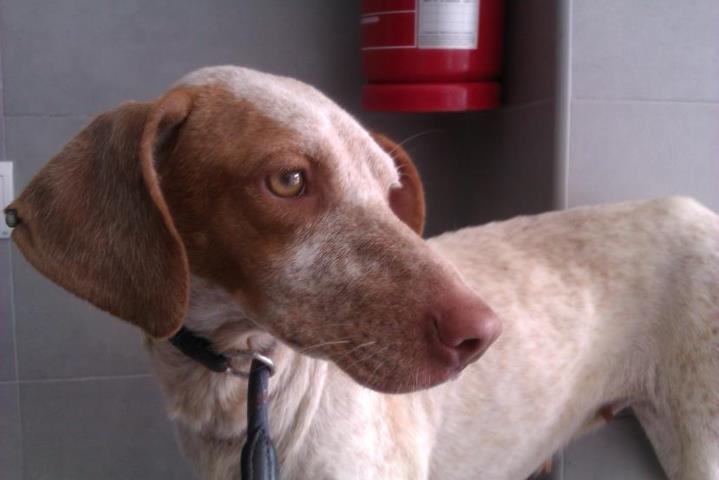 HANNA,ESTABAN USANDO COMO TIRO AL BLANCO CON PERDIGONES-VALENCIA