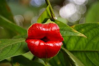 Flor del Beso