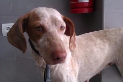 HANNA LA ESTABAN USANDO COMO TIRO AL BLANCO CON PERDIGONES UNA FAMILIA EN LORIGUILLA