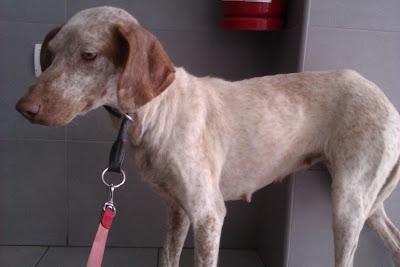 HANNA LA ESTABAN USANDO COMO TIRO AL BLANCO CON PERDIGONES UNA FAMILIA EN LORIGUILLA