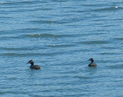 Somormujos lavancos en La Granda