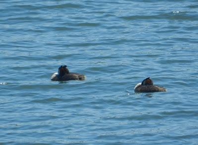 Somormujos lavancos en La Granda