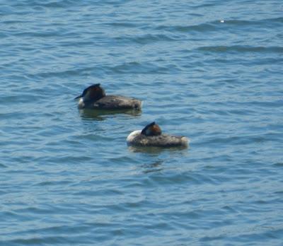 Somormujos lavancos en La Granda