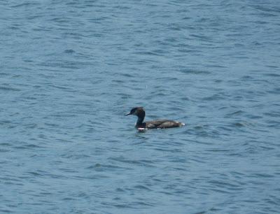 Somormujos lavancos en La Granda