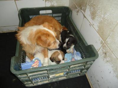 MUY URGENTE!!! SACRIFICAN EL 10 DE JUNIO. MAMA CON SUS CACHORRITOS. (BADAJOZ)