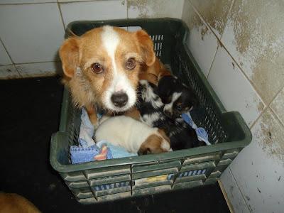 MUY URGENTE!!! SACRIFICAN EL 10 DE JUNIO. MAMA CON SUS CACHORRITOS. (BADAJOZ)