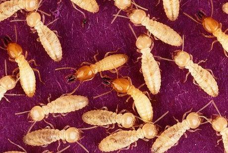 Las termitas del Estado