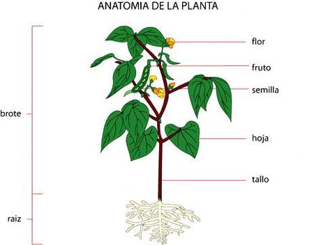 Nombres Botánicos