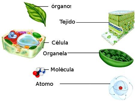 Niveles de Organización Vegetal ( Lectura )