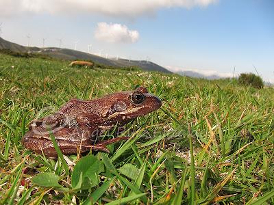 Herpetofauna en la Merindad de Sotoscueva...