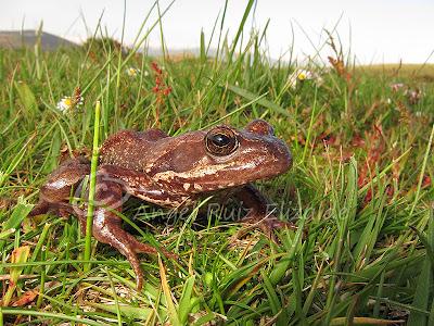 Herpetofauna en la Merindad de Sotoscueva...