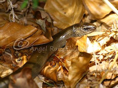 Herpetofauna en la Merindad de Sotoscueva...