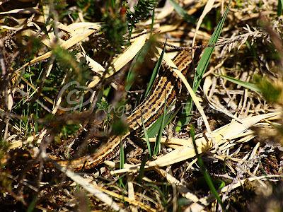 Herpetofauna en la Merindad de Sotoscueva...