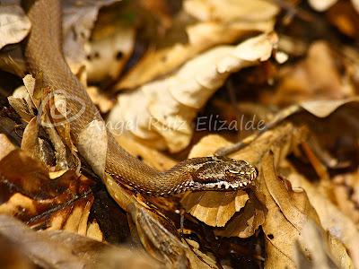 Herpetofauna en la Merindad de Sotoscueva...