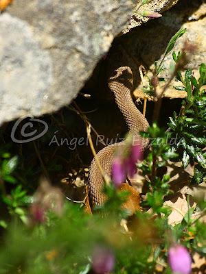 Herpetofauna en la Merindad de Sotoscueva...