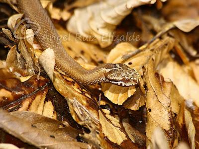 Herpetofauna en la Merindad de Sotoscueva...