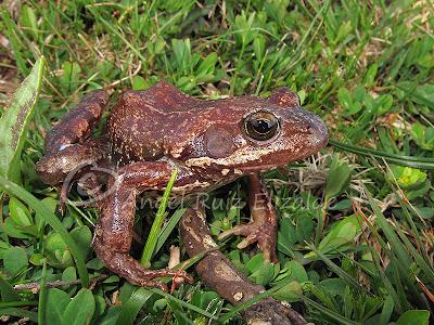 Herpetofauna en la Merindad de Sotoscueva...