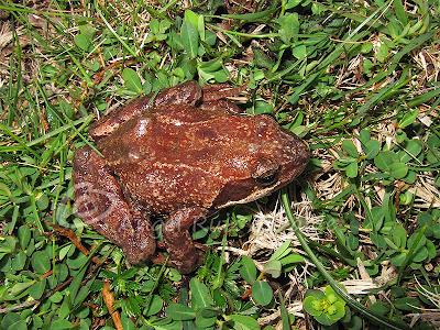 Herpetofauna en la Merindad de Sotoscueva...